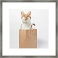 Ginger Cat Sitting In Bag Framed Print