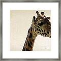 Giraffe 2 Framed Print