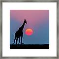 Giraffe At Sunset Chobe Np Botswana Framed Print