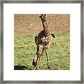 Giraffe Calf Running Framed Print