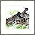Giraffe Chewing On A Tree Branch Framed Print