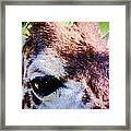 Giraffe Eyes Framed Print