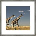 Giraffe In The Savannah. Etosha Park Framed Print