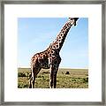 Giraffe On Savannah Framed Print