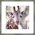 Giraffe Staring Framed Print