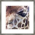 Giraffe Framed Print