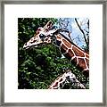 Giraffes Coming And Going Framed Print
