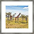 Giraffes In The African Savanna Framed Print