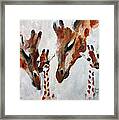 Giraffes - Oh Baby Framed Print