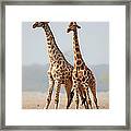 Giraffes Standing Together Framed Print