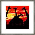 Giraffes Sunset Africa Serengeti Framed Print
