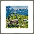 Glacier Np Bighorn Framed Print