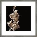 Gladiola Framed Print