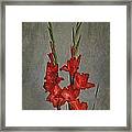 Gladiolus I Framed Print