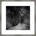 Gladiolus Morning Framed Print