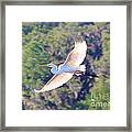 Gliding Egret Framed Print