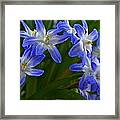 Glories Of The Snow Framed Print