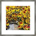 Gloriosa Daisies Framed Print