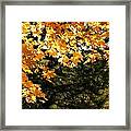 Glorious Fall Afternoon Framed Print