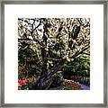 Glorious Spring Blooming, Stanley Park, Vancouver, British Columbia, Canada Framed Print