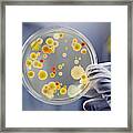 Gloved Hand Holding Petri Dish With Bacteria Culture Framed Print