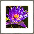 Glowing From Within Framed Print