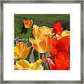 Glowing Sunlit Tulips Art Prints Red Yellow Orange Framed Print