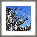 Gnarly Branches Framed Print