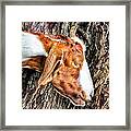 Goat 3 Framed Print