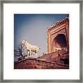 Goat At Fatehpur Sikri Framed Print