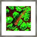 Goby Fish And Coral Fluorescing Framed Print