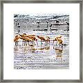 Godwits At San Elijo Beach Framed Print