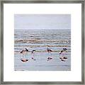 Godwits Wading In Sea At Waters Edge Framed Print