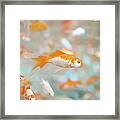 Gold Fish Framed Print