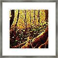 Golden Afternoon Framed Print