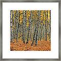 Golden Aspen Forest Framed Print