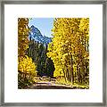 Golden Aspen Road Framed Print