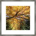 Golden-colored Autumn Foliage Abstract Framed Print