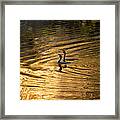 Golden Cormorants Framed Print