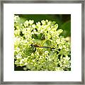 Golden Dragonfly Framed Print