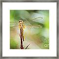 Golden Dragonfly Framed Print