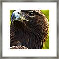 Golden Eagle Framed Print