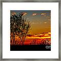 Golden Evening Framed Print