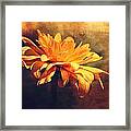 Golden Flower Framed Print