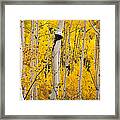 Golden Forest Framed Print