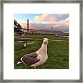 Golden Gate Background, Seagull Up Close Framed Print