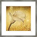 Golden Glow Cala Lily Framed Print