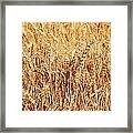 Golden Grains Framed Print