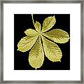 Golden Horse-chestnut Leaf On A Black Framed Print