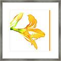 Golden Lily Framed Print